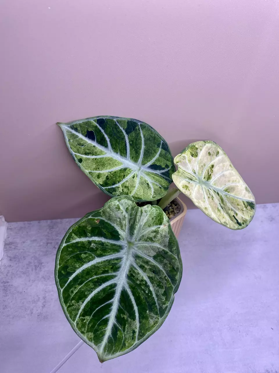 Alocasia Ninja Tricolor Corm thumbnail