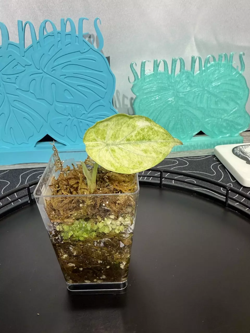 Alocasia Tri-color Splash Ninja thumbnail