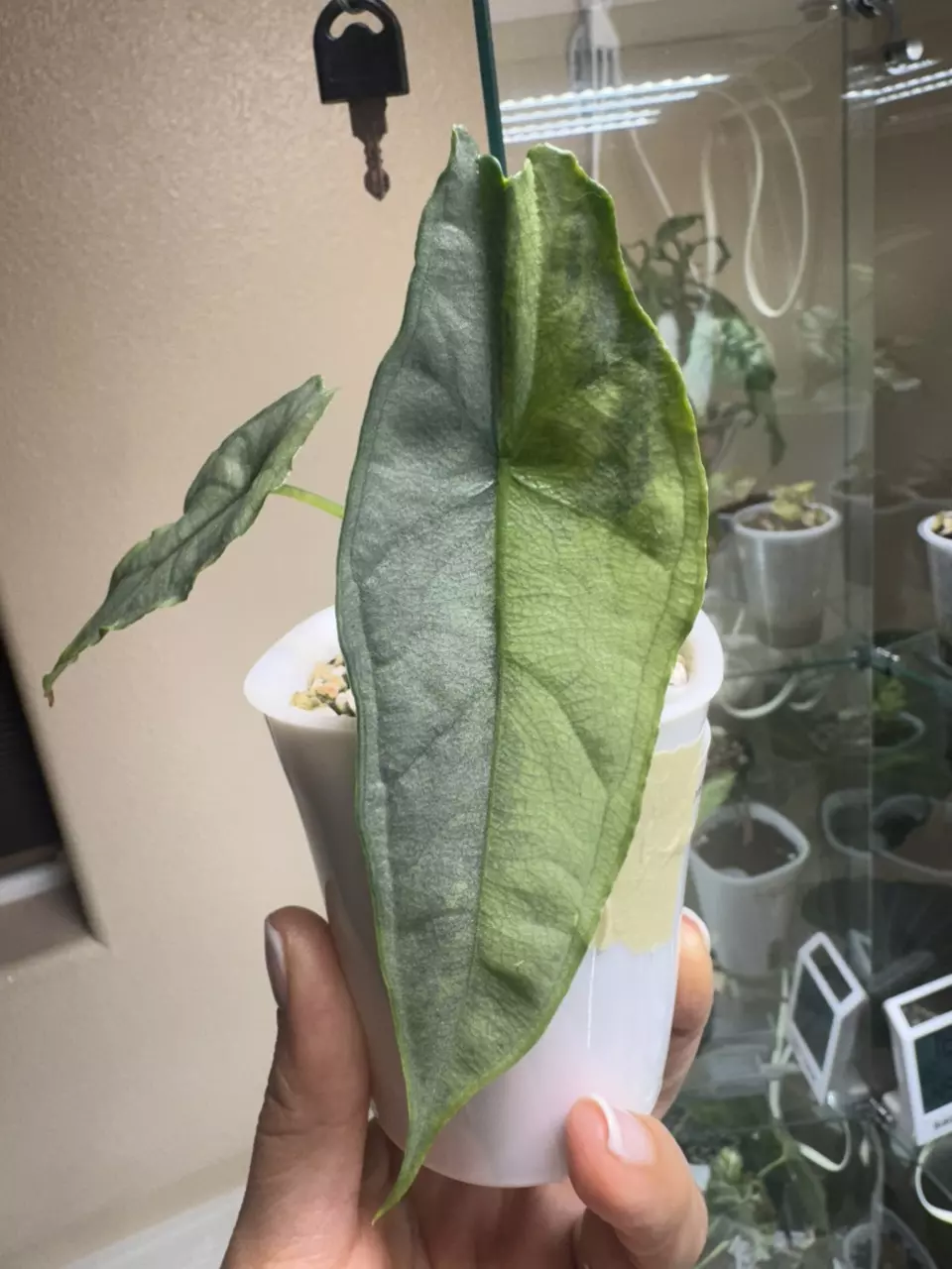 heterophylla 'Dragon's Breath' thumbnail