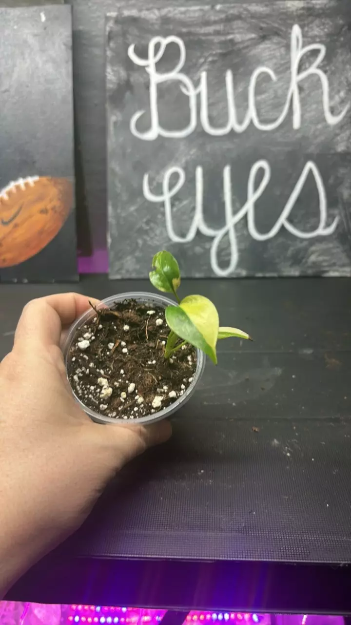 Monstera Aurea thumbnail