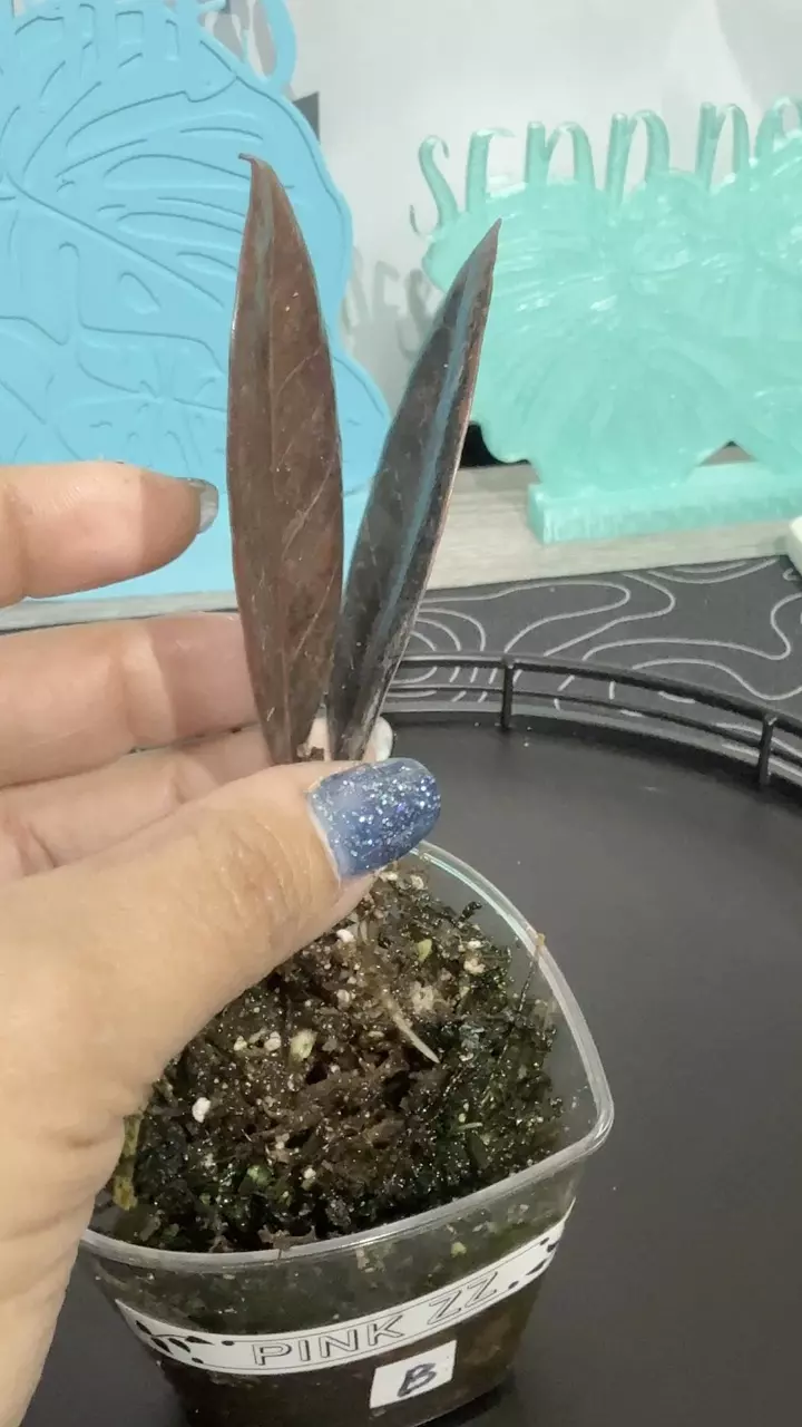 Pink ZZ Raven thumbnail