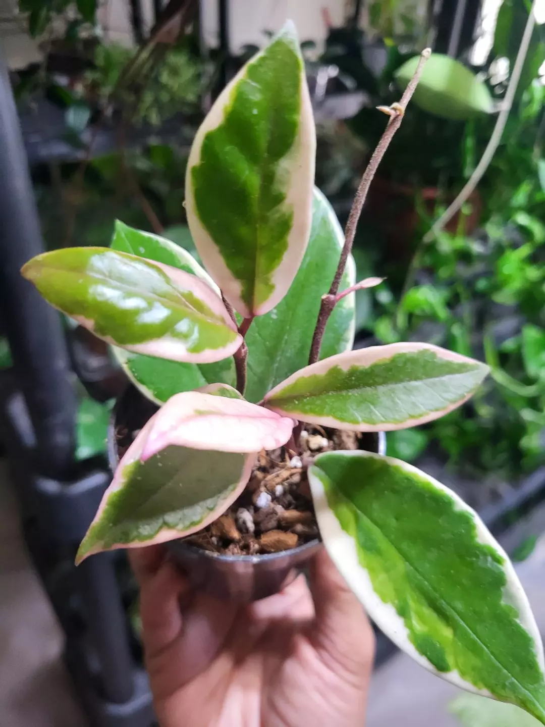 Hoya flamingo shining star thumbnail