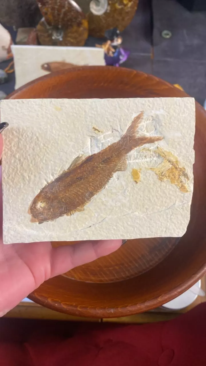 5” FISHY! and Friend 🐟 Knightia sp. 50 MYO- WY thumbnail