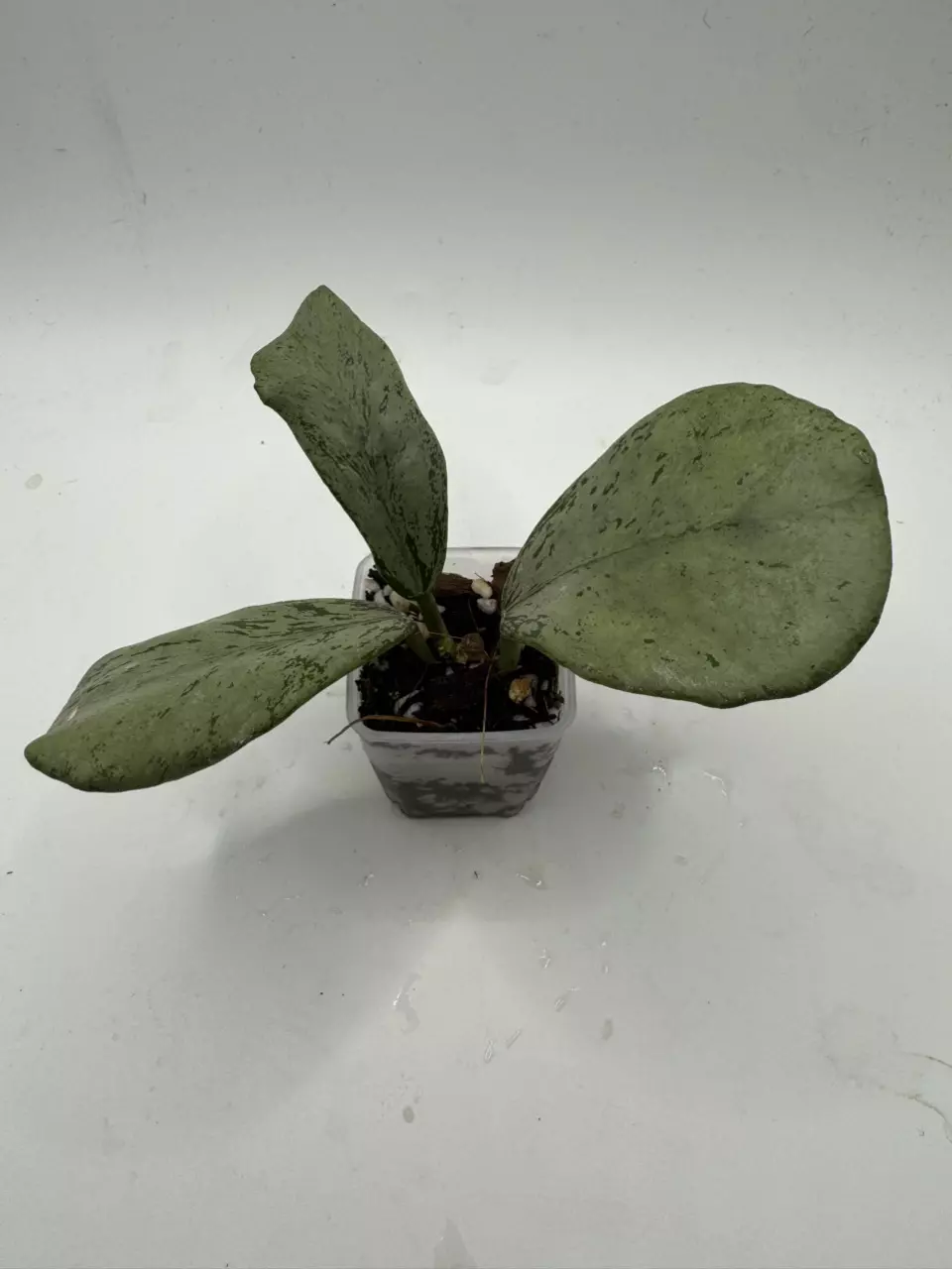 Hoya Chiang Dao Silver thumbnail