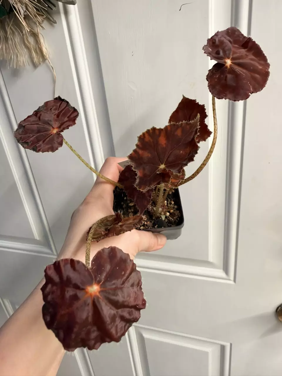 Begonia Copper Sunset thumbnail