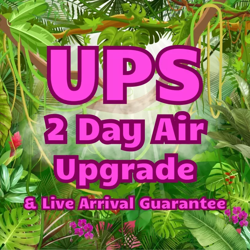 UPS 2 DAY AIR UPGRADE! thumbnail