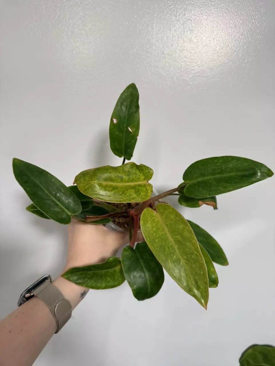 Philodendron Painted Lady  thumbnail