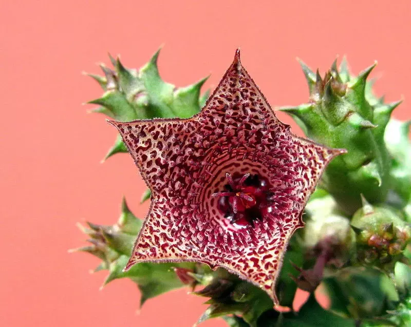 Huernia whitesloaneana, Asclepiad thumbnail