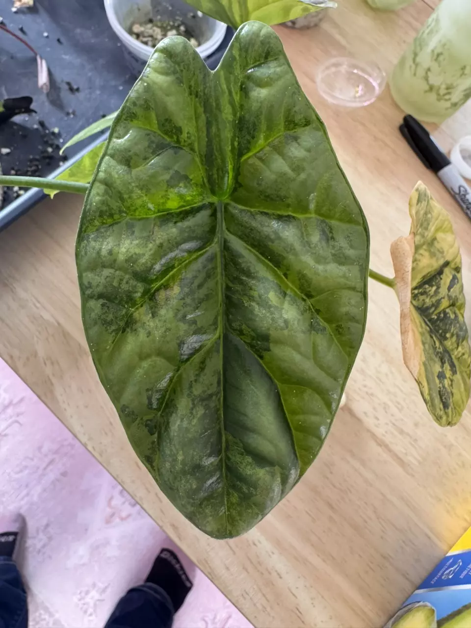 Sinuata Aurea corms thumbnail