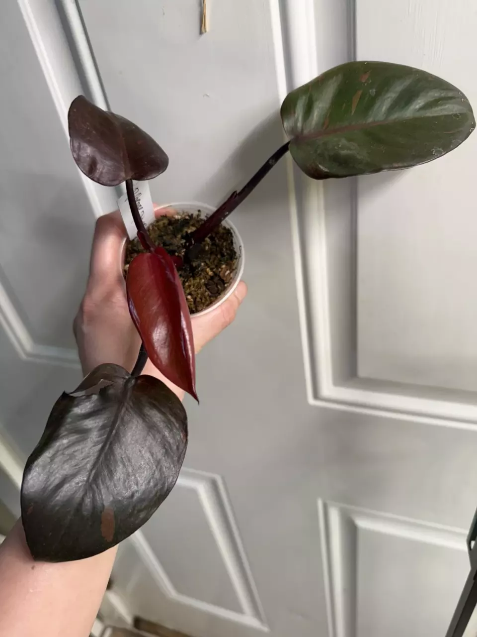 Philodendron Orange Princess thumbnail