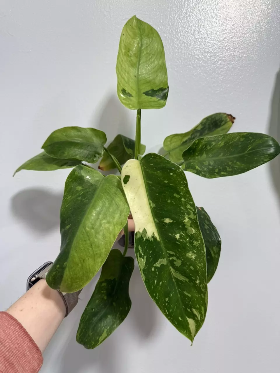 Philodendron Jose Buono  thumbnail