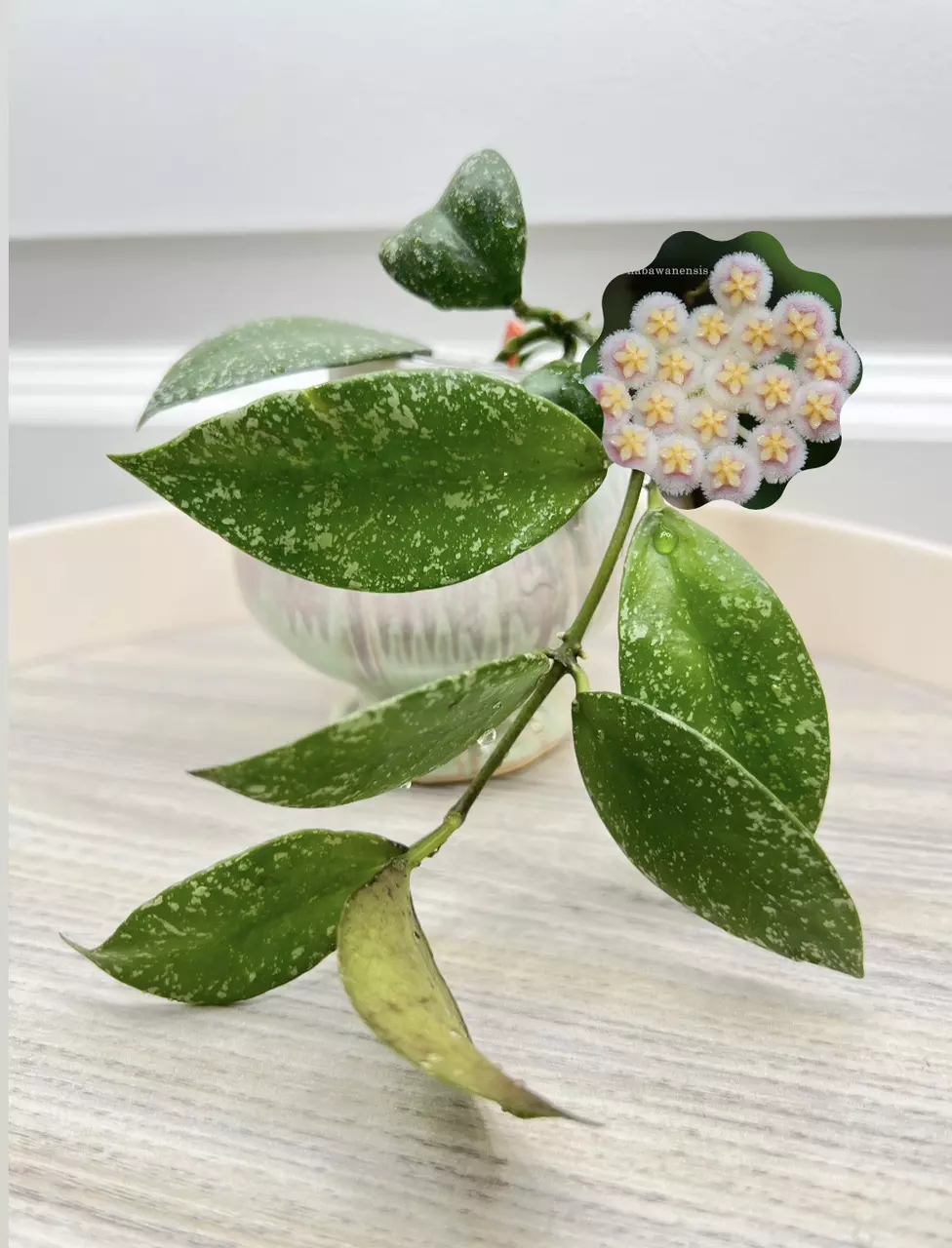 Nabawanensis splash thumbnail