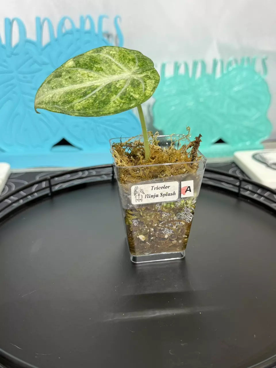 Alocasia Tri-color Splash Ninja thumbnail