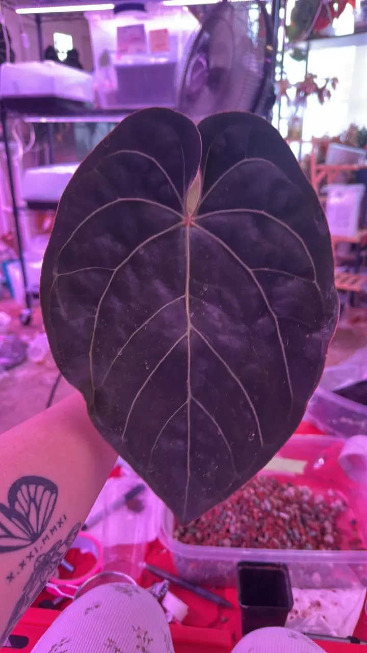 Anthurium pink lemonade x windy dress top cut unrooted thumbnail