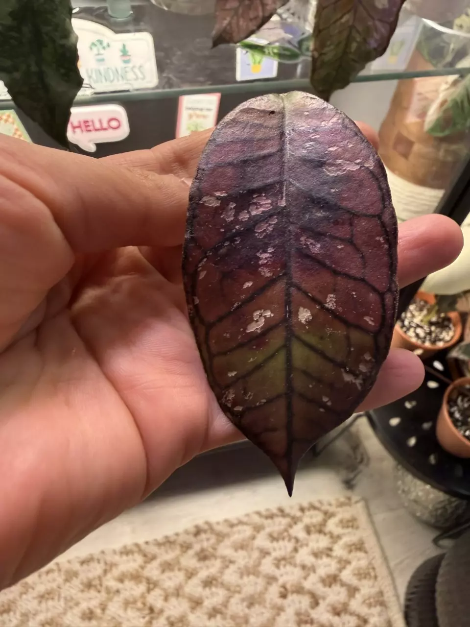 Ggg sunstress thumbnail