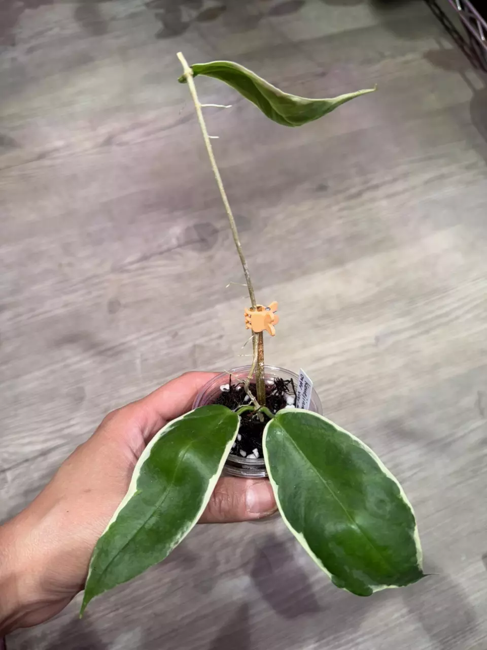 Hoya Kenejiana outer variegated thumbnail