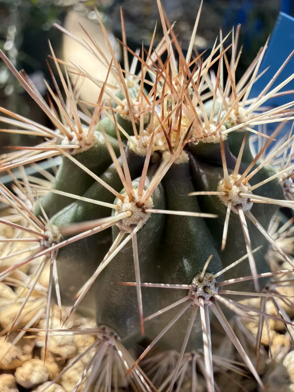 1182 Stenocereus eruca thumbnail