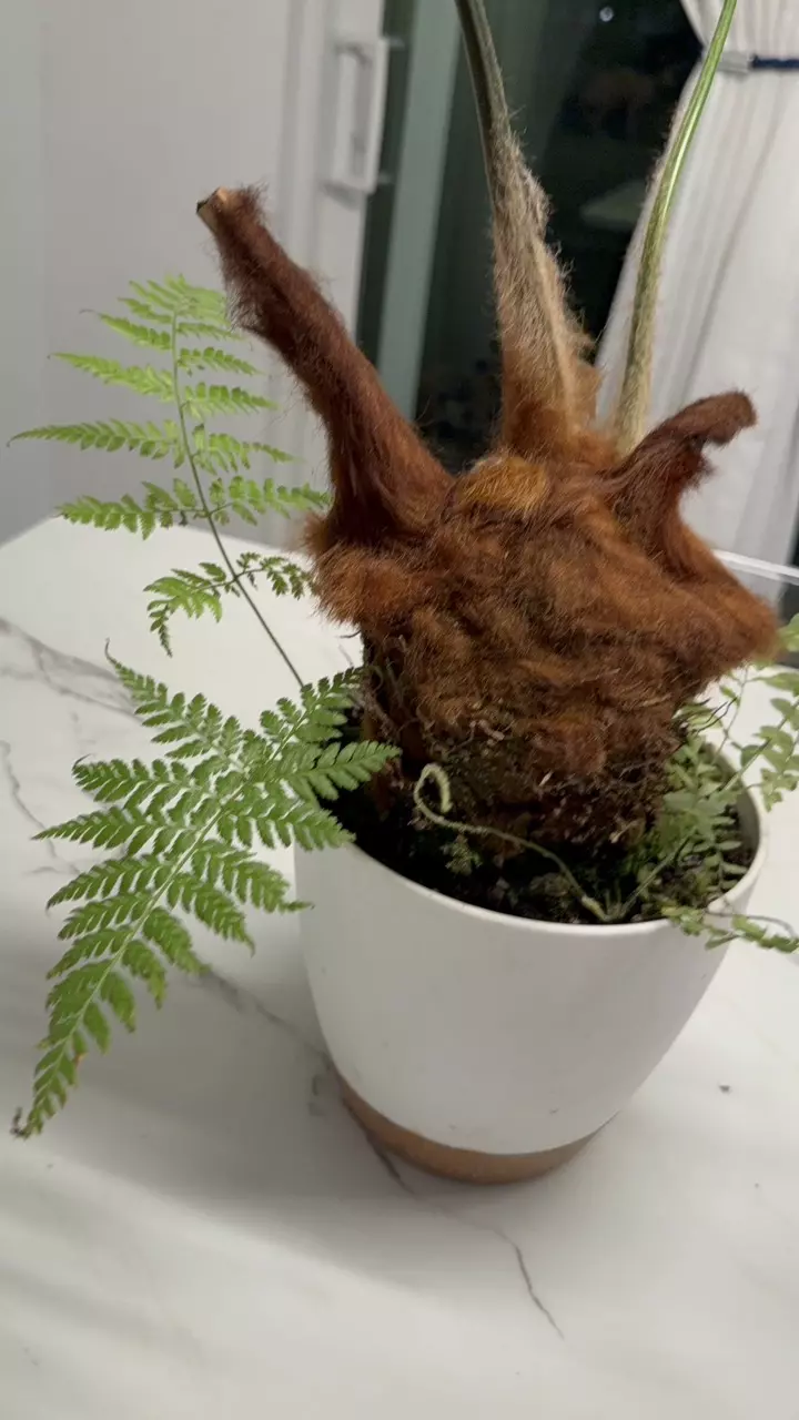 XL Golden Chicken Fern GC thumbnail