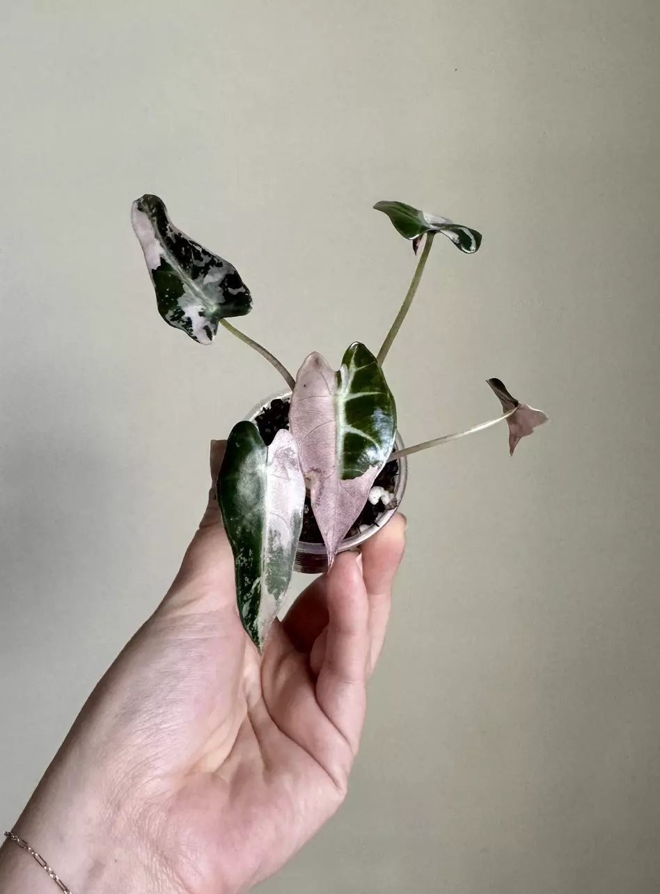 Alocasia Pink Bambino thumbnail