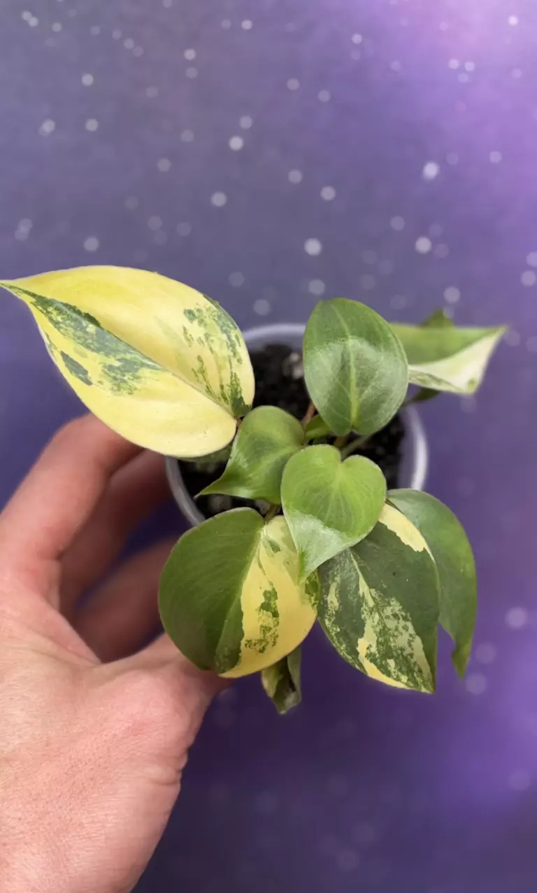 Philodendron Burle Marx Variegated thumbnail