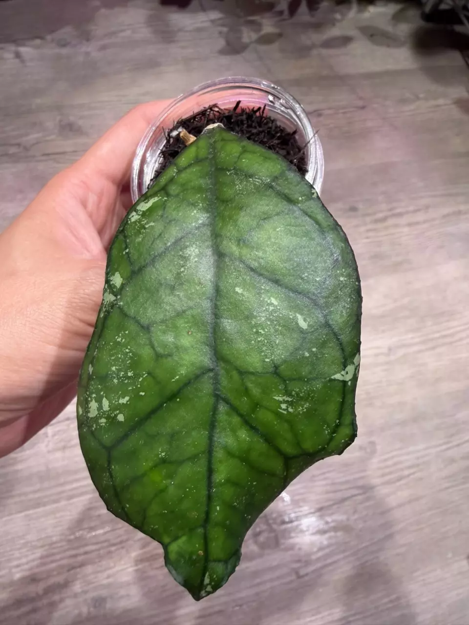 Hoya Svetlana thumbnail