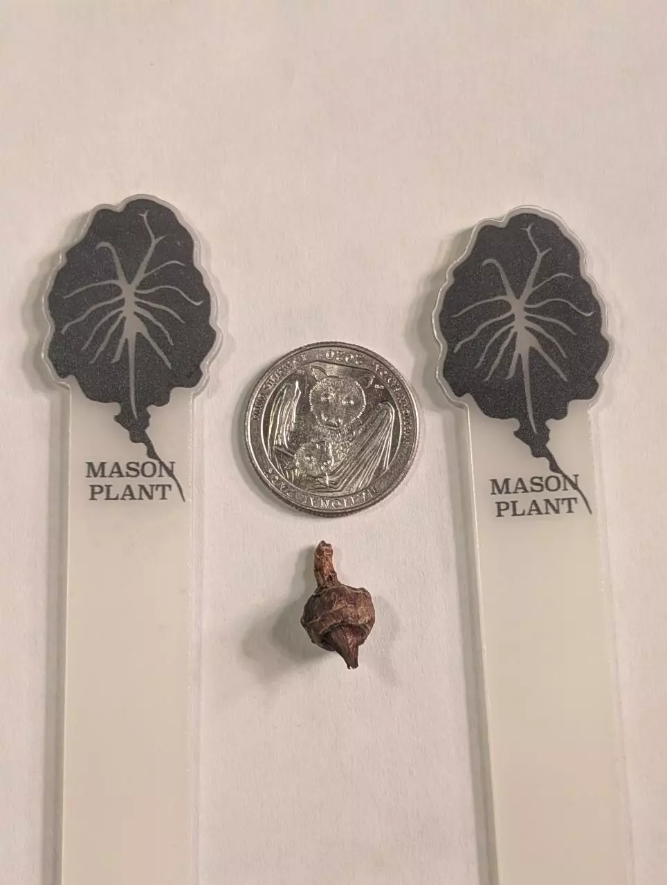 Alocasia Venom from Mason Plants #2 thumbnail