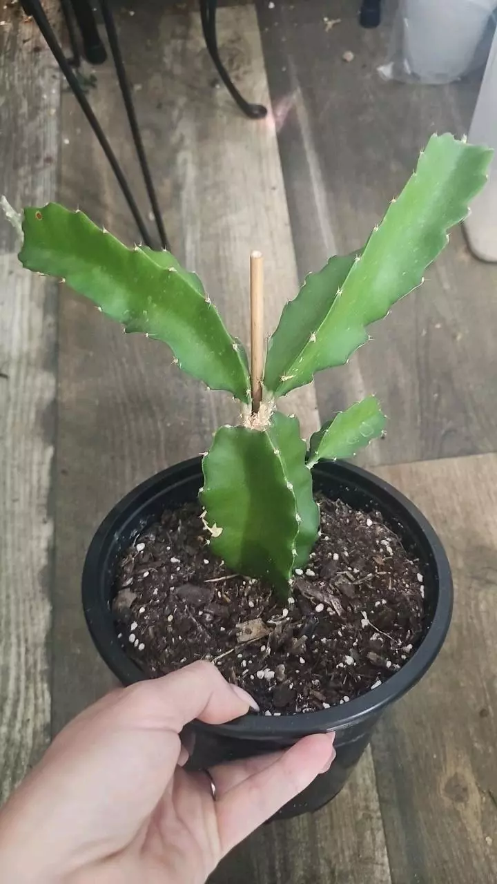 Dragon fruit cactus thumbnail