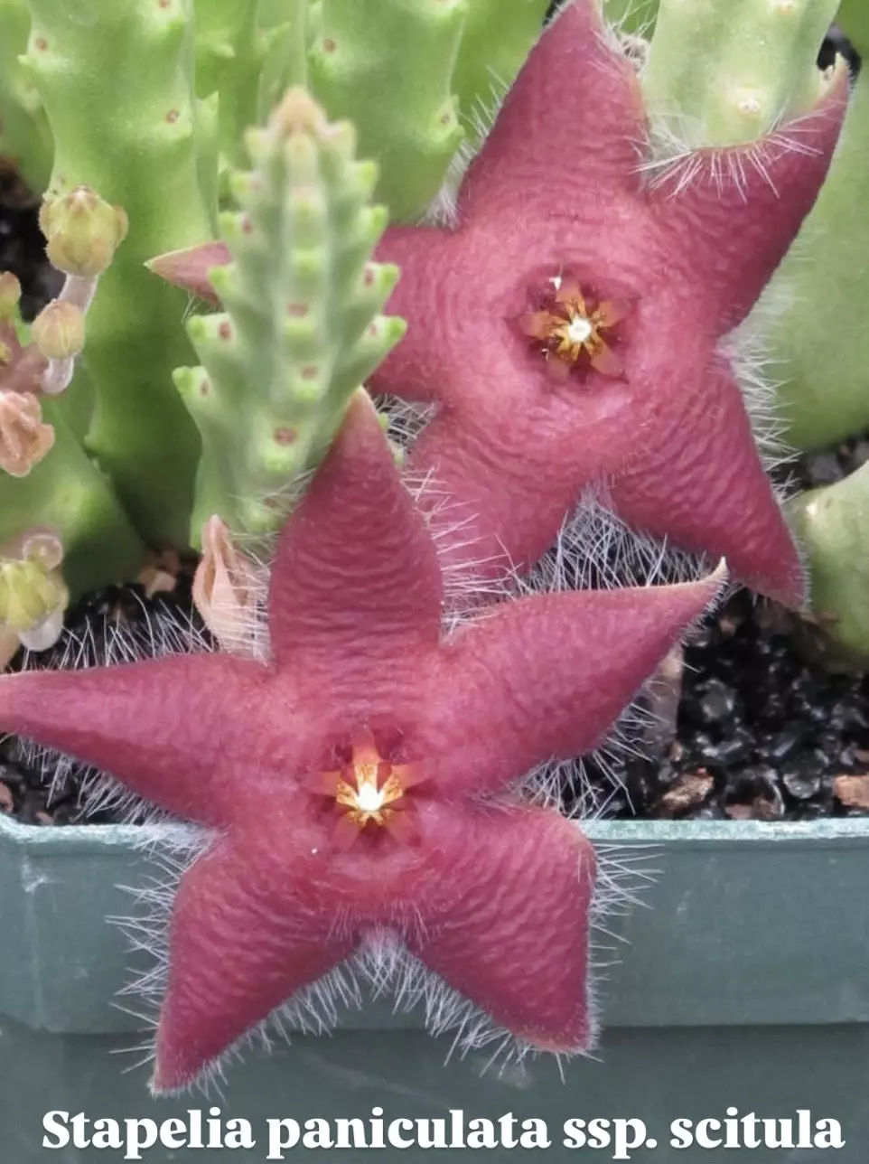 Stapelia paniculata ssp. scitula, Asclepiad thumbnail