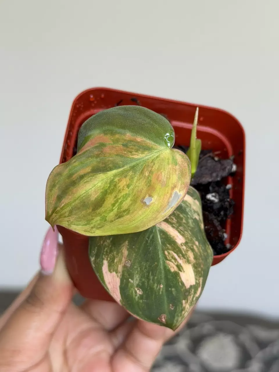 2.5” Variegated Philodendron Micans thumbnail