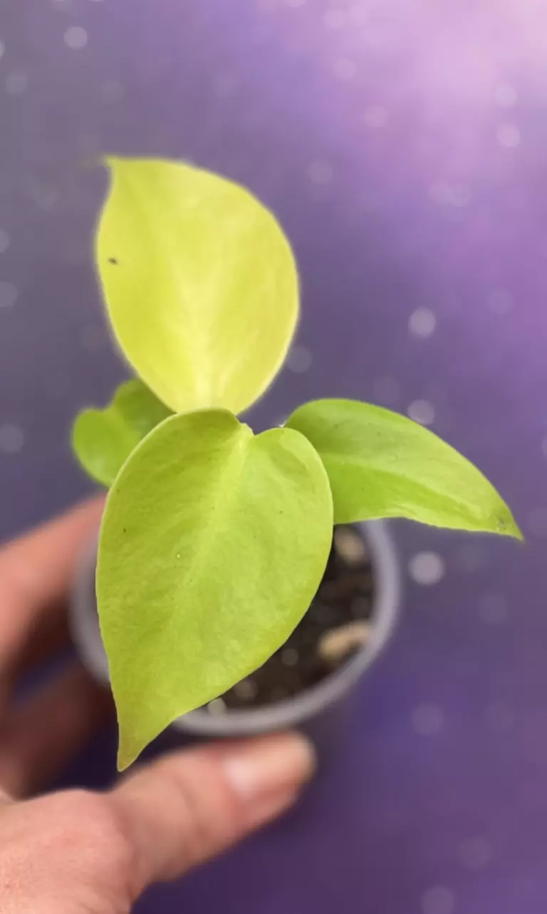 Monstera Lemon Lime (Full Cheese) 🧀 thumbnail