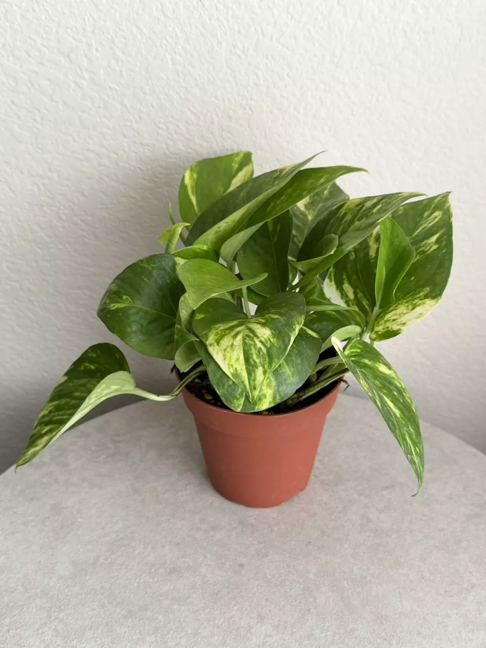 4” Golden Pothos thumbnail