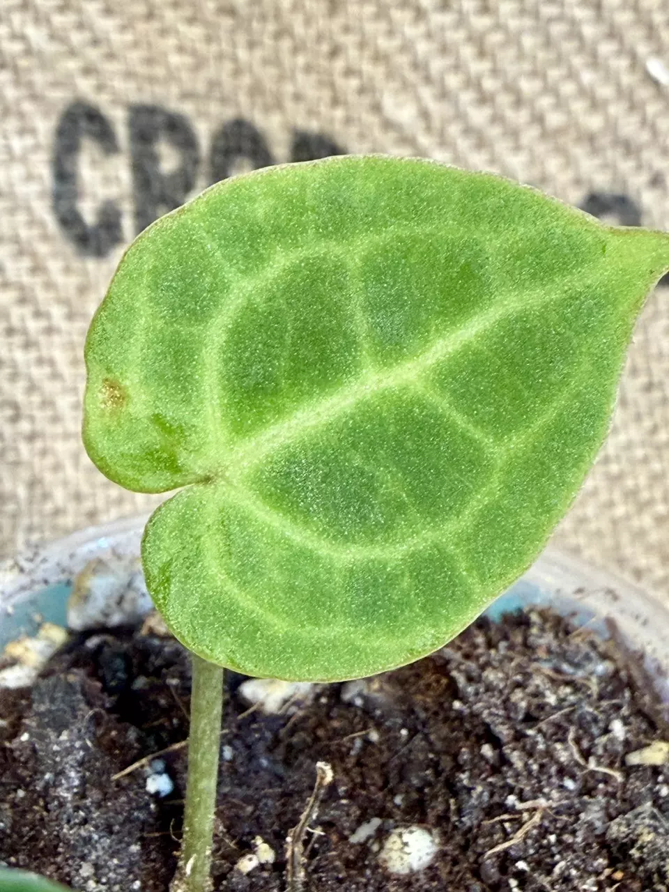 Anthurium Clarinervium Hybrid Sulanjana thumbnail