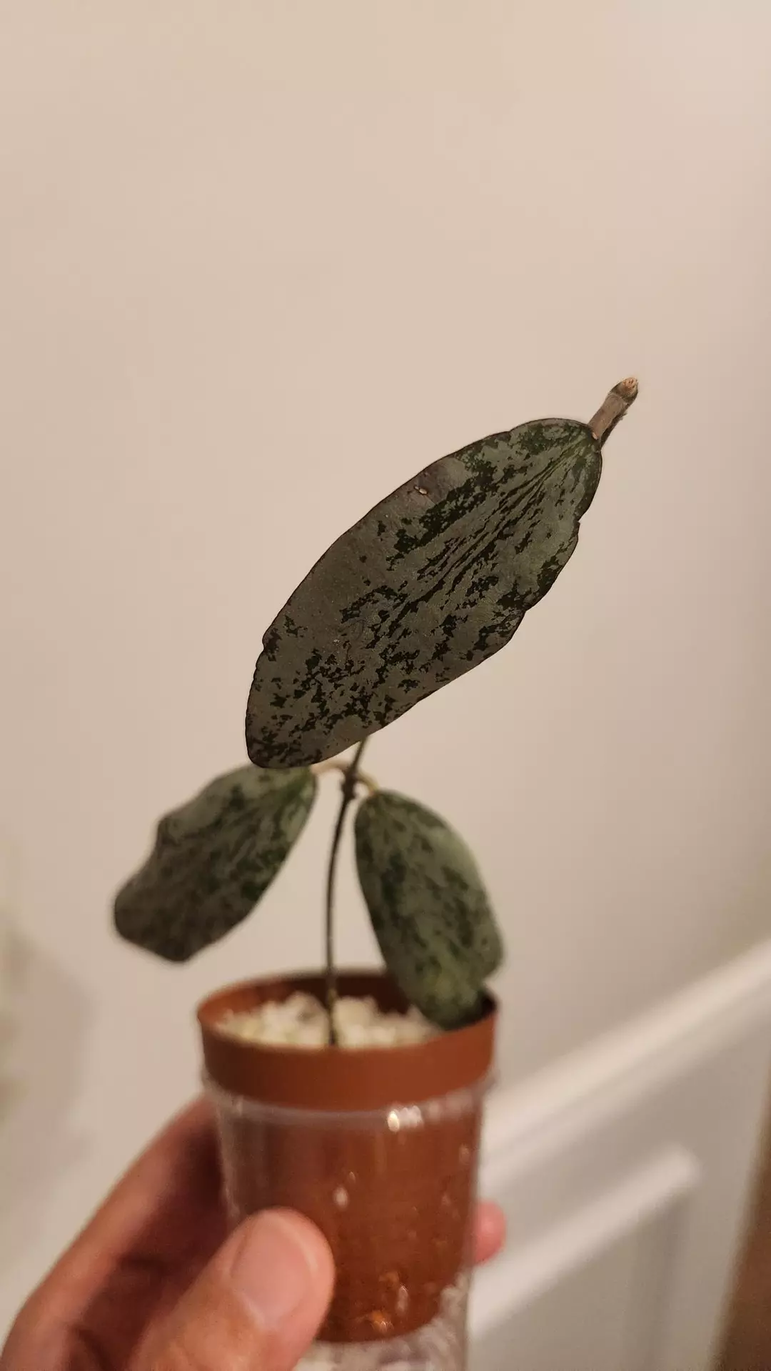 Hoya Sigillatis silver round leaf thumbnail