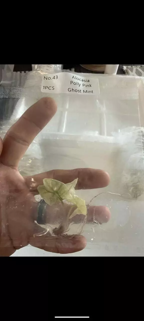 Alocasia Polly Pink Ghost Mint TC thumbnail