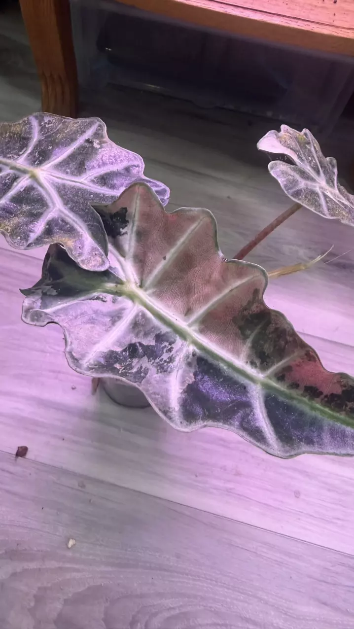 Alocasia
Amazonica
Polly pink thumbnail