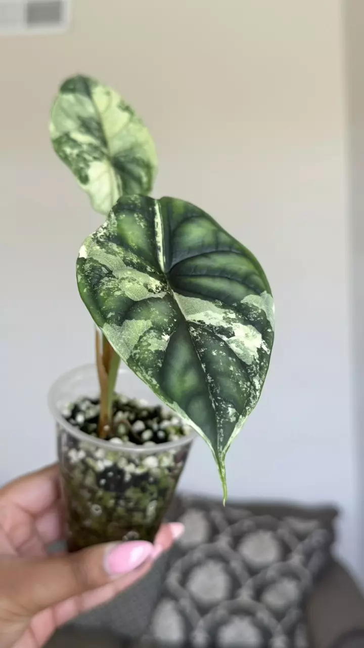 Alocasia Dragon Scale Albo thumbnail