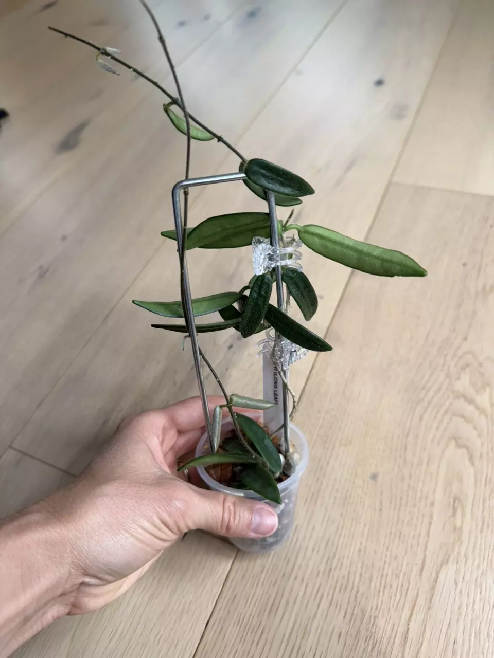 Hoya Lyi (Long leaf) thumbnail
