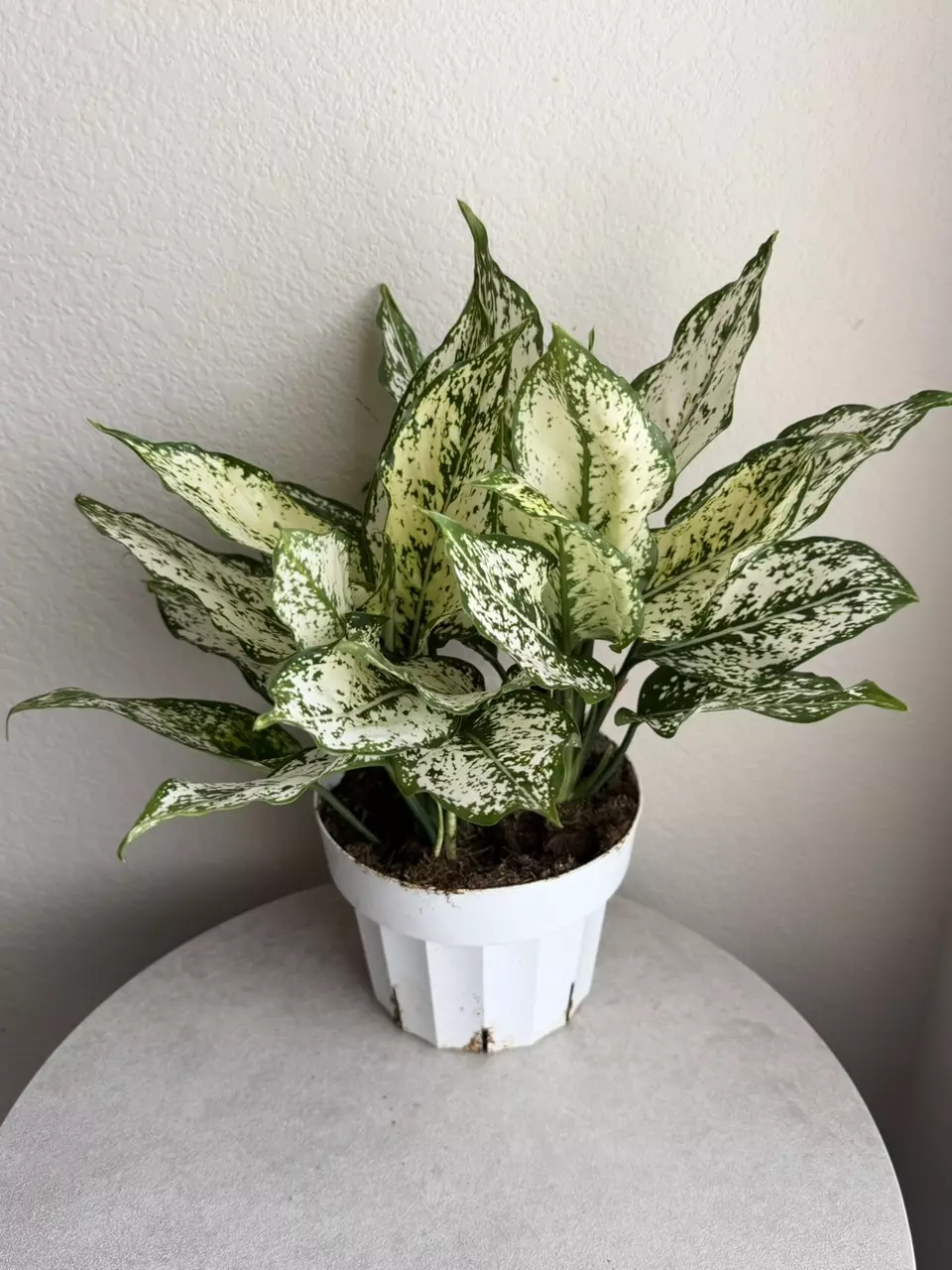 6” Aglaonema Spring Snow thumbnail