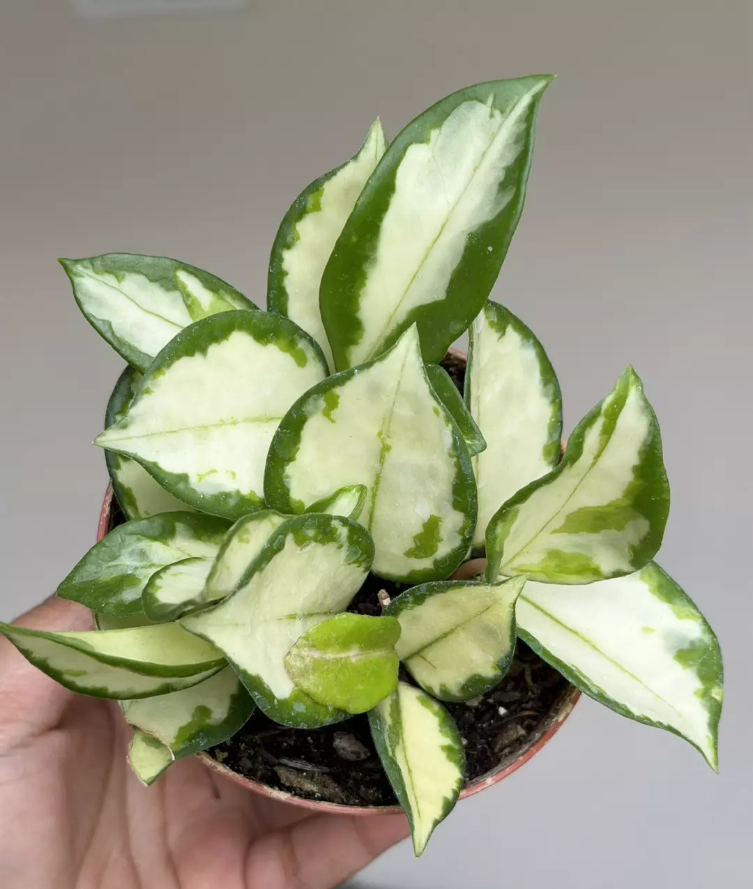 4” Hoya Carnosa Tricolor thumbnail