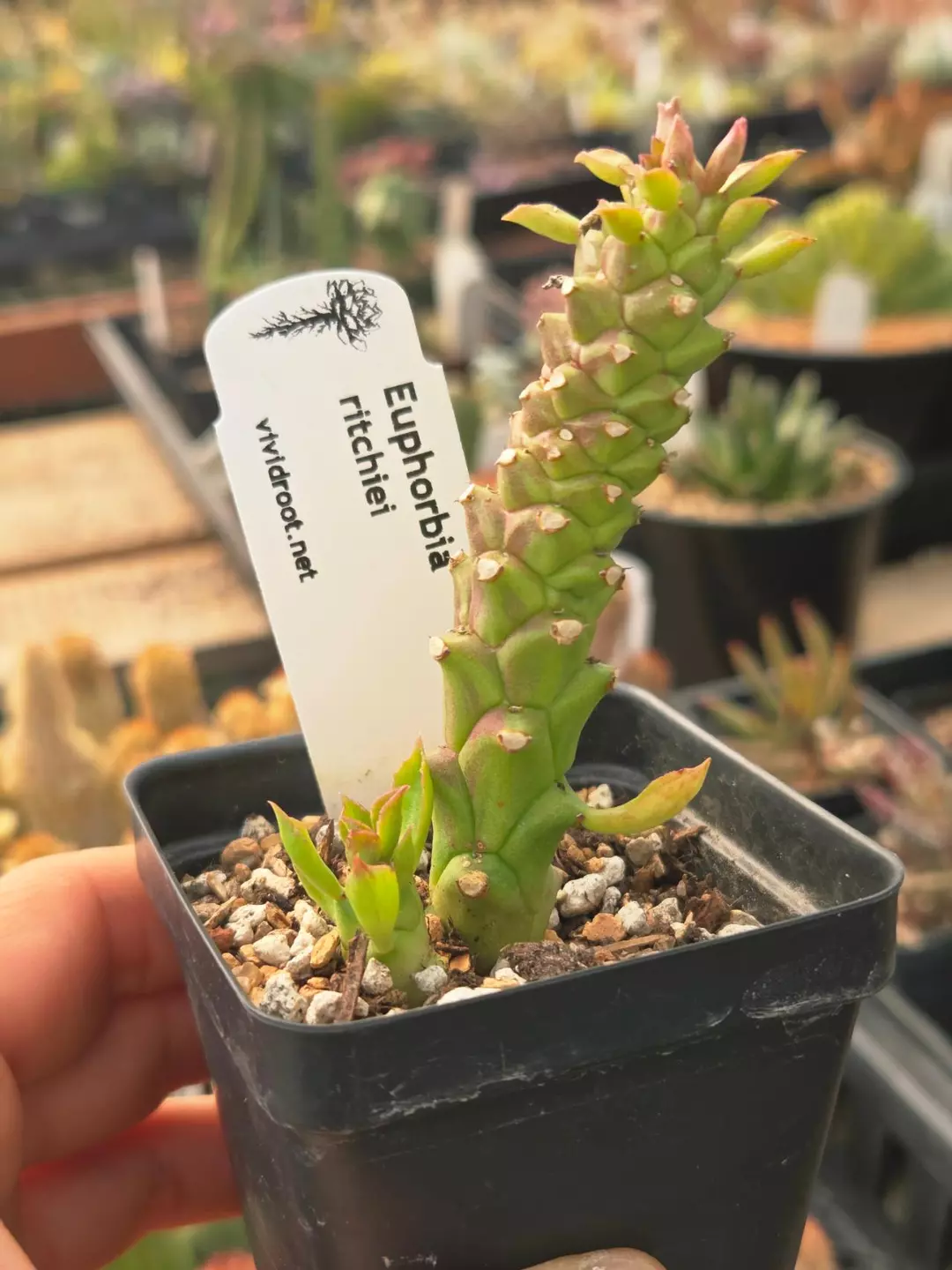 Monadenium ritchiei 2.5" thumbnail