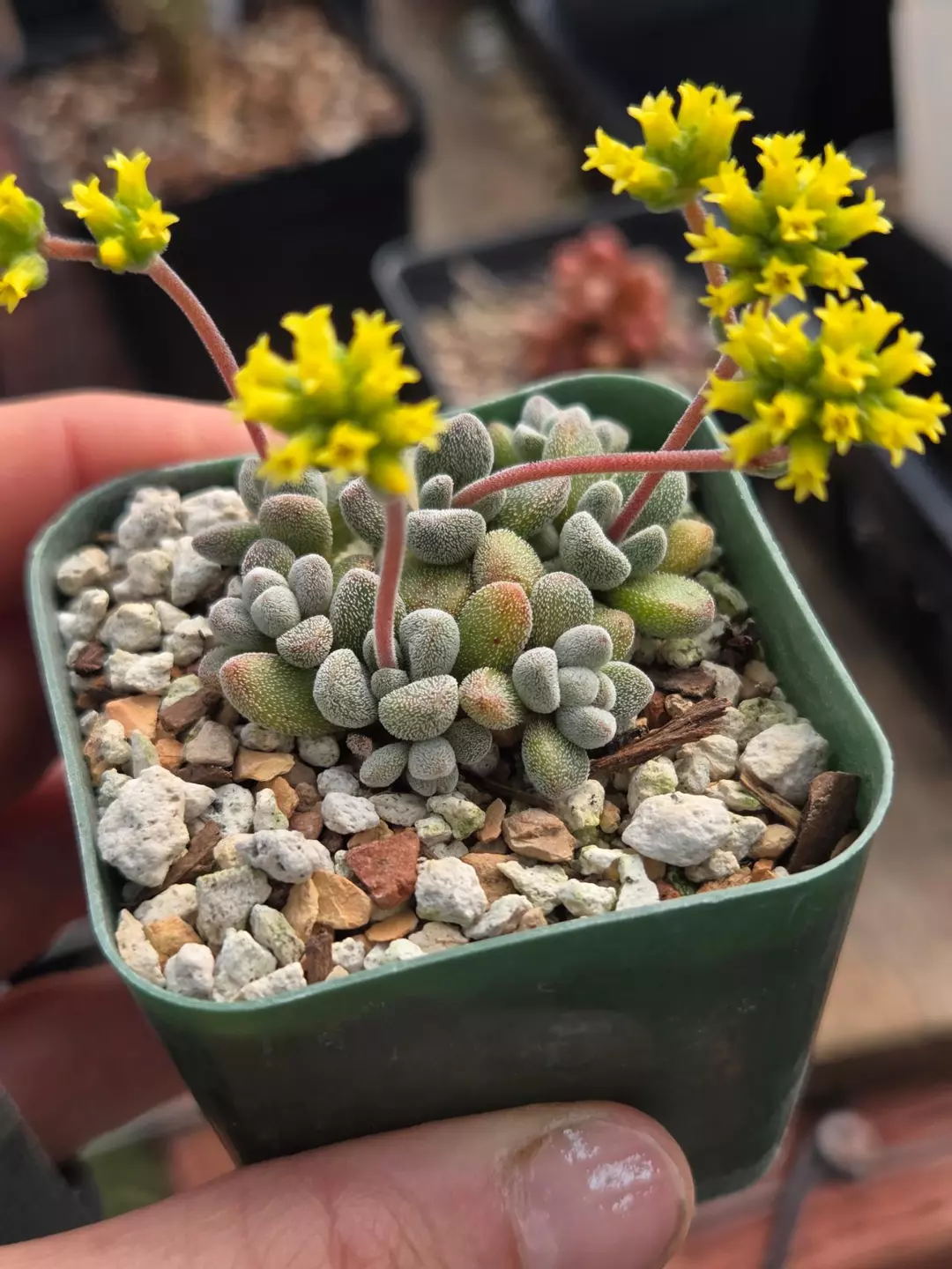 Crassula namaquenis comptonii thumbnail