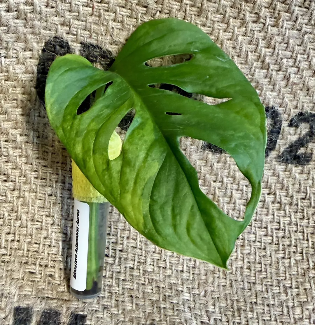 Monstera Adansonii Aurea thumbnail