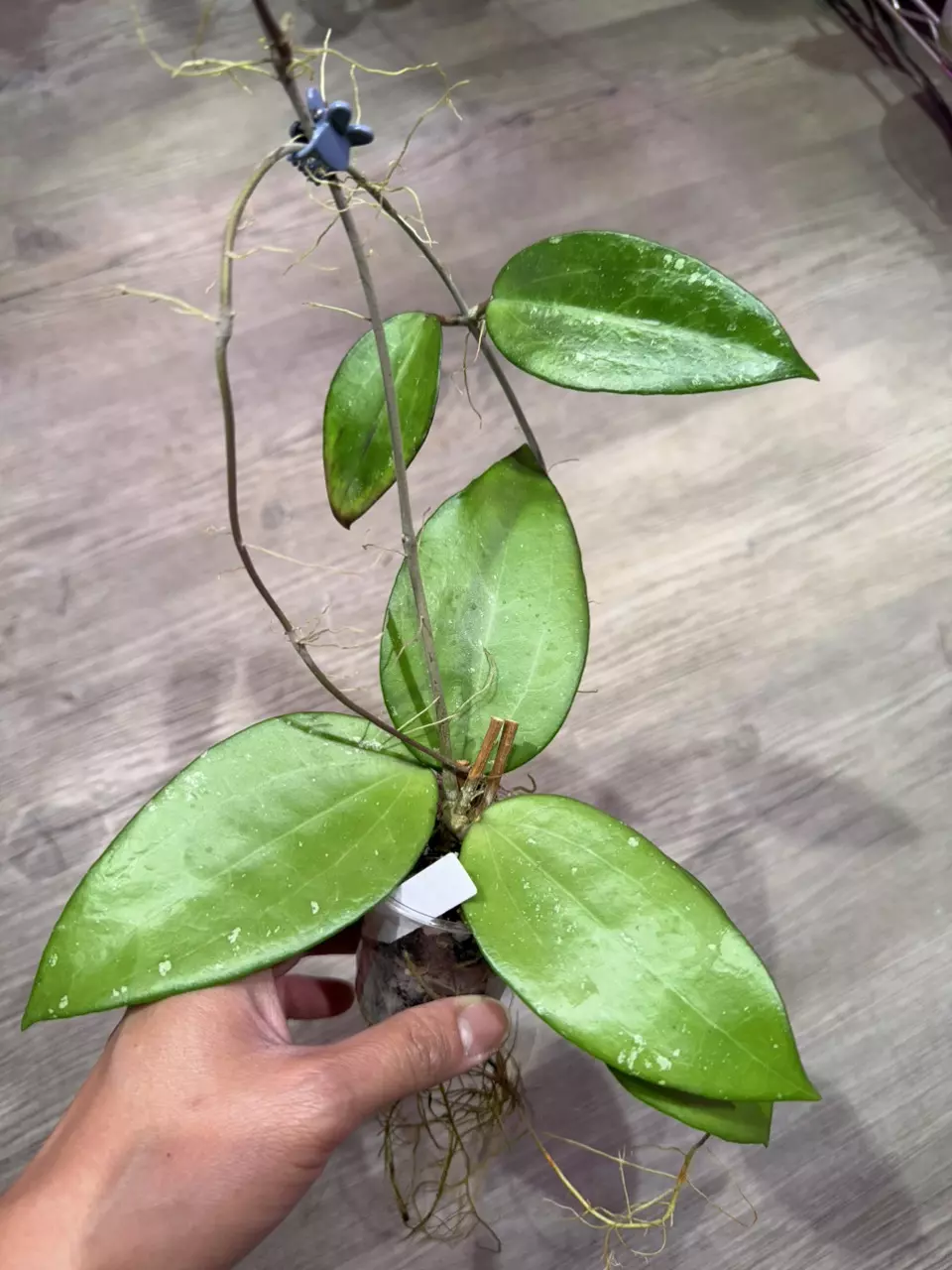 Hoya Cotton Candy (Pink Pomelo) thumbnail