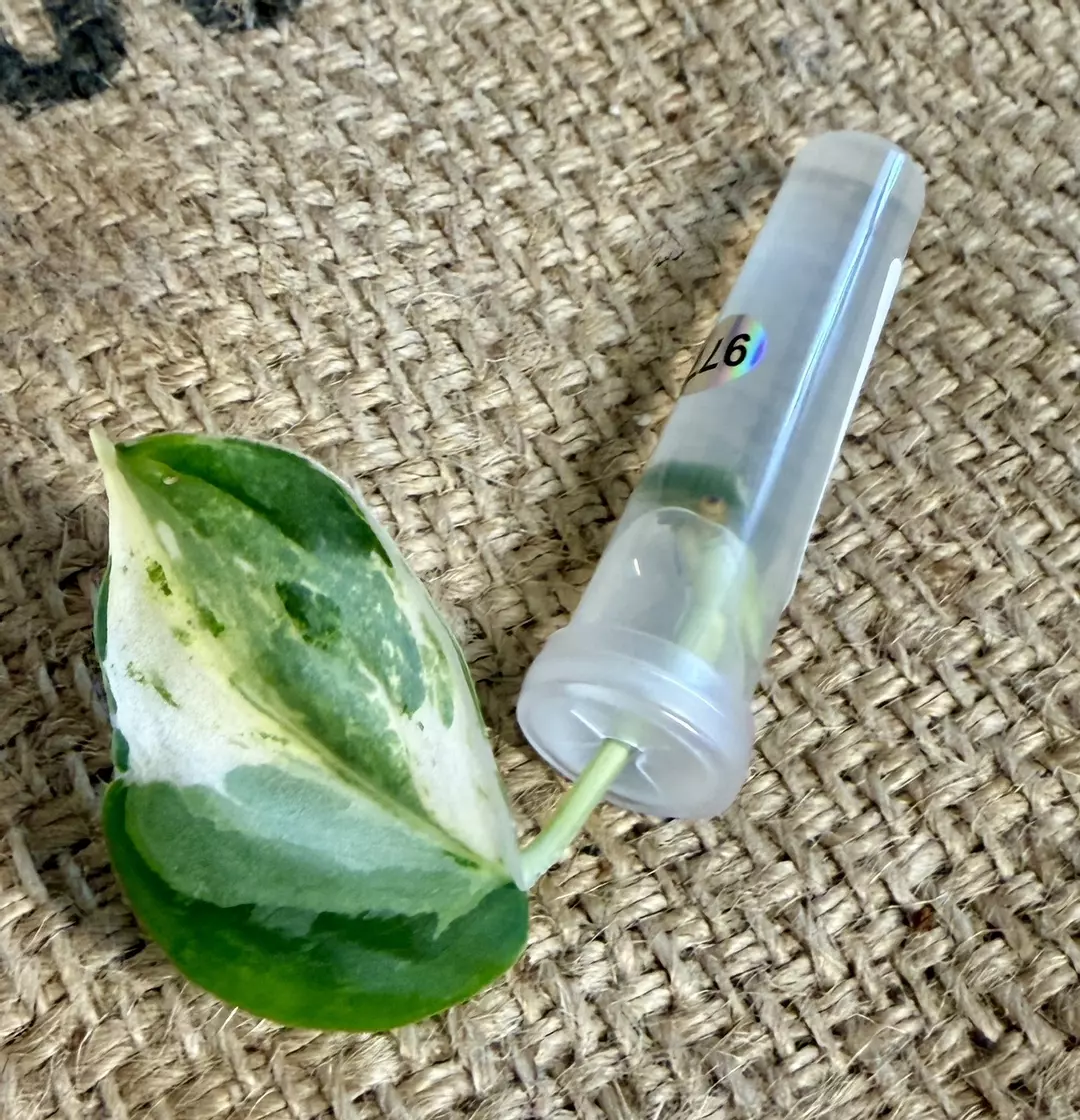 Scindapsus Acynthia thumbnail