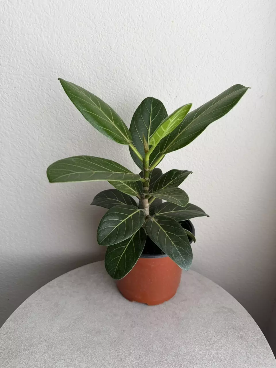 6” Ficus Audrey thumbnail