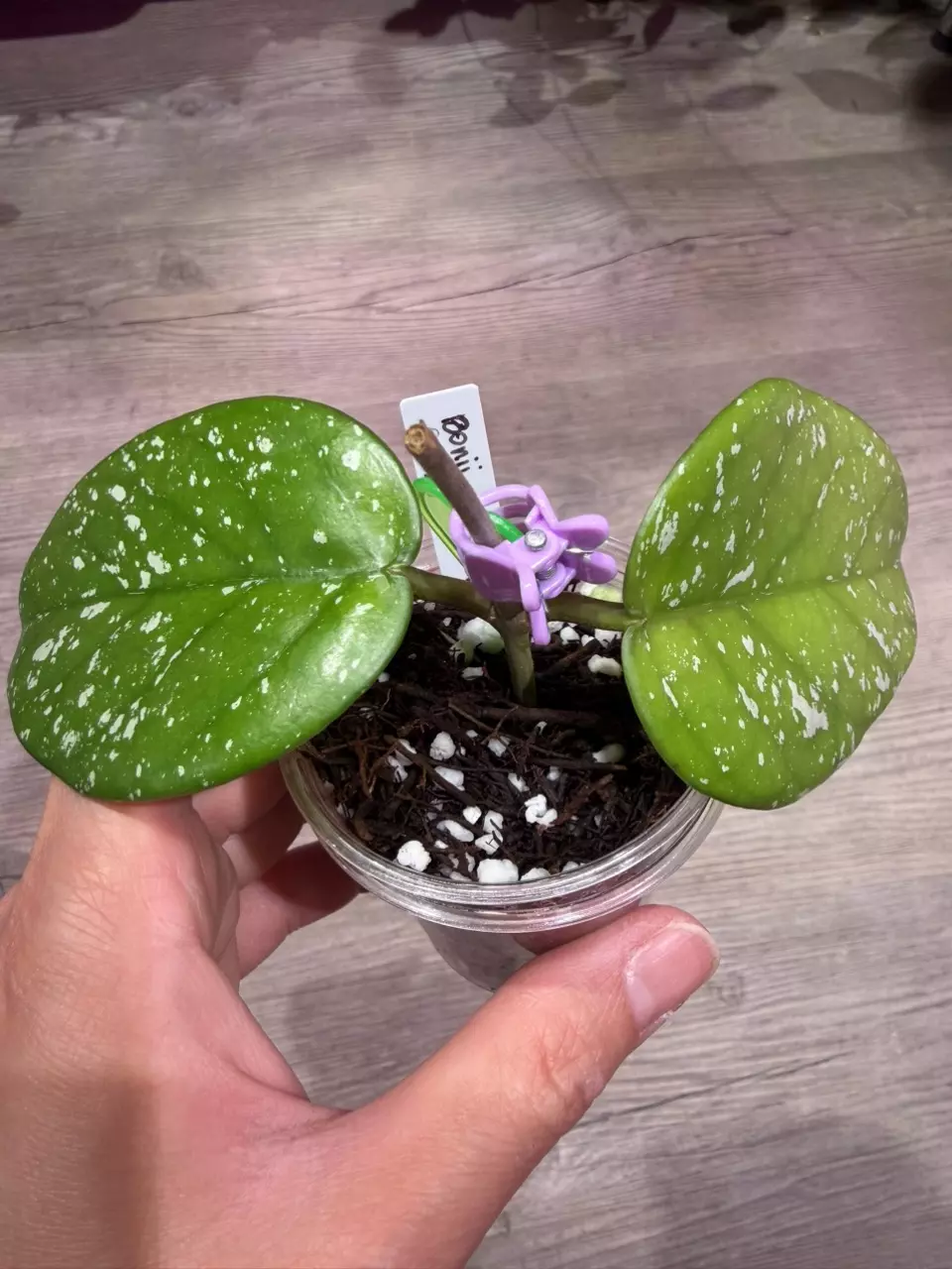 Hoya Bonii splash thumbnail