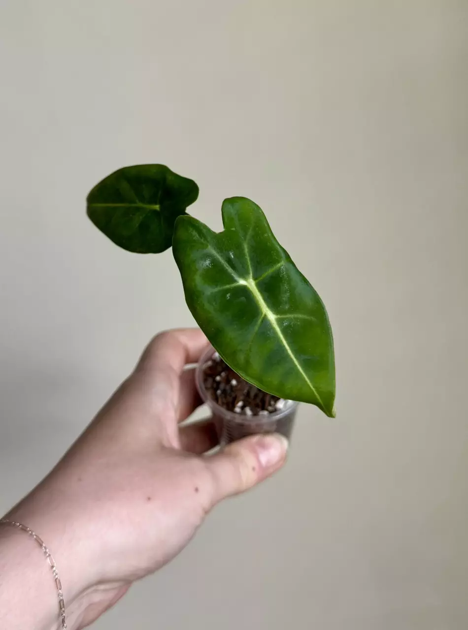 Alocasia Velvet Elvis #1 thumbnail