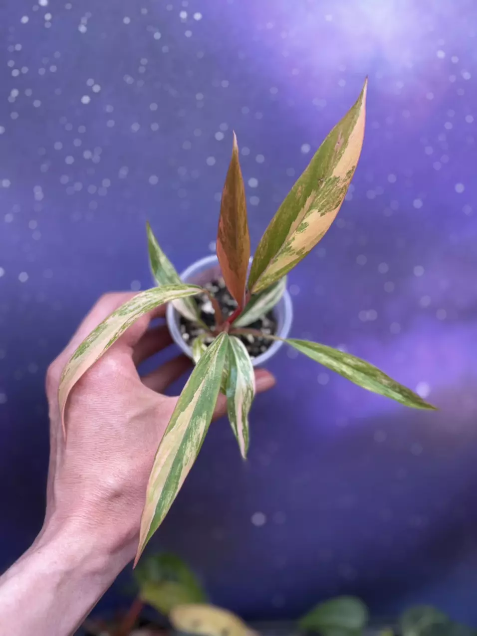 Philodendron Carmel Marble Variegated thumbnail