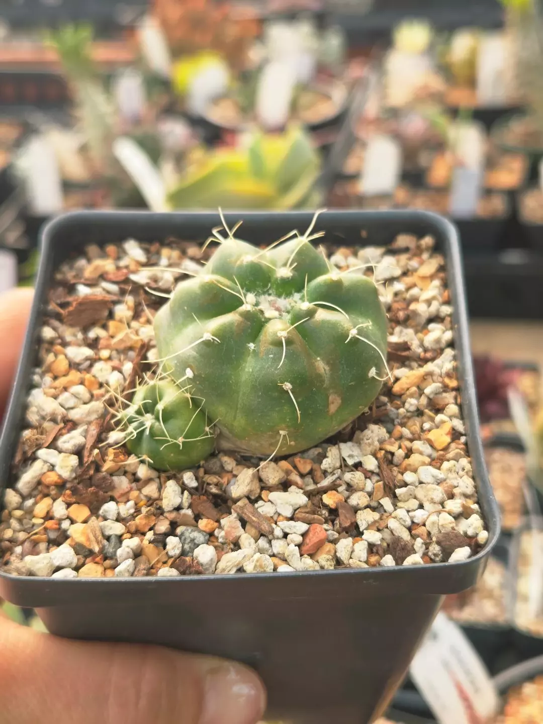 Echinocereus knippelianus 3.5" thumbnail
