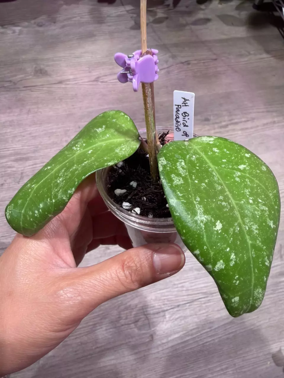 Hoya AH Bird of Paradise thumbnail